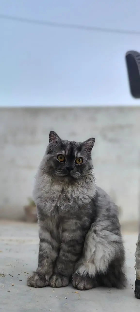 Simba male cat — photo 2