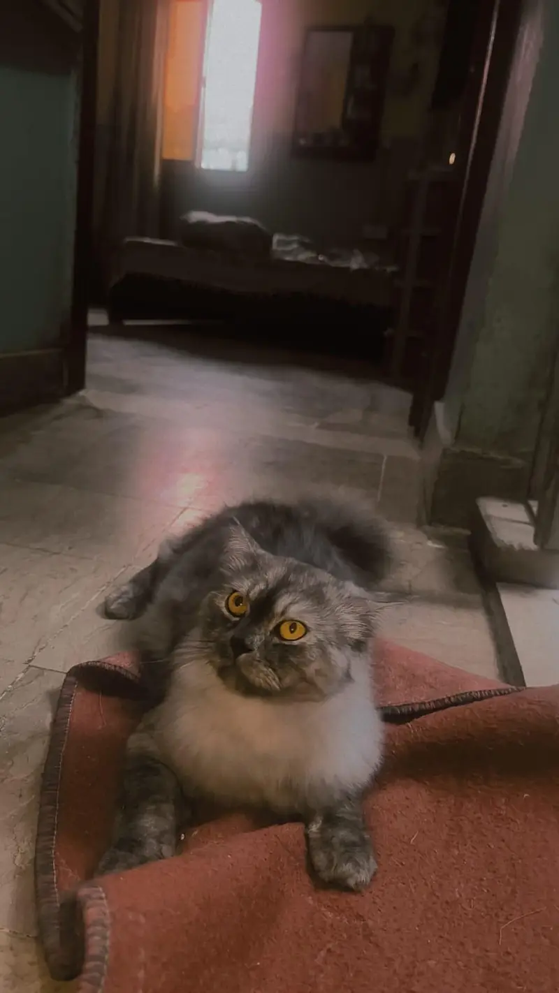 Simba male cat — photo 3