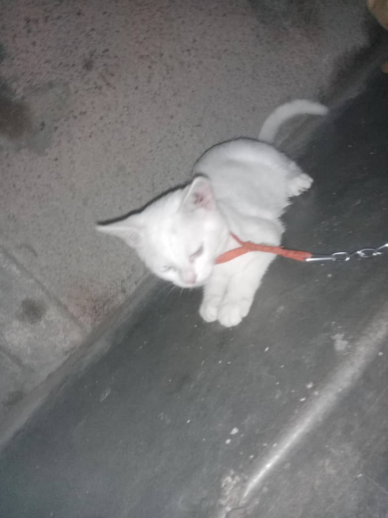 Cat store 0