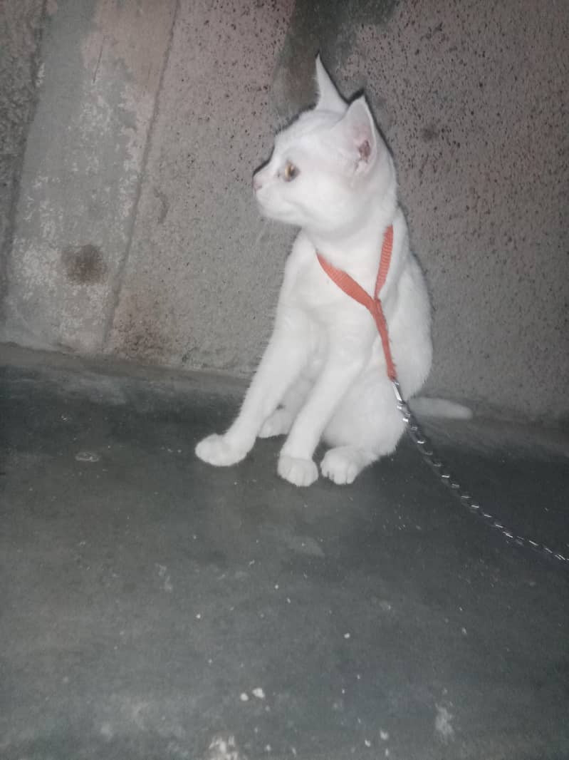 Cat store 1