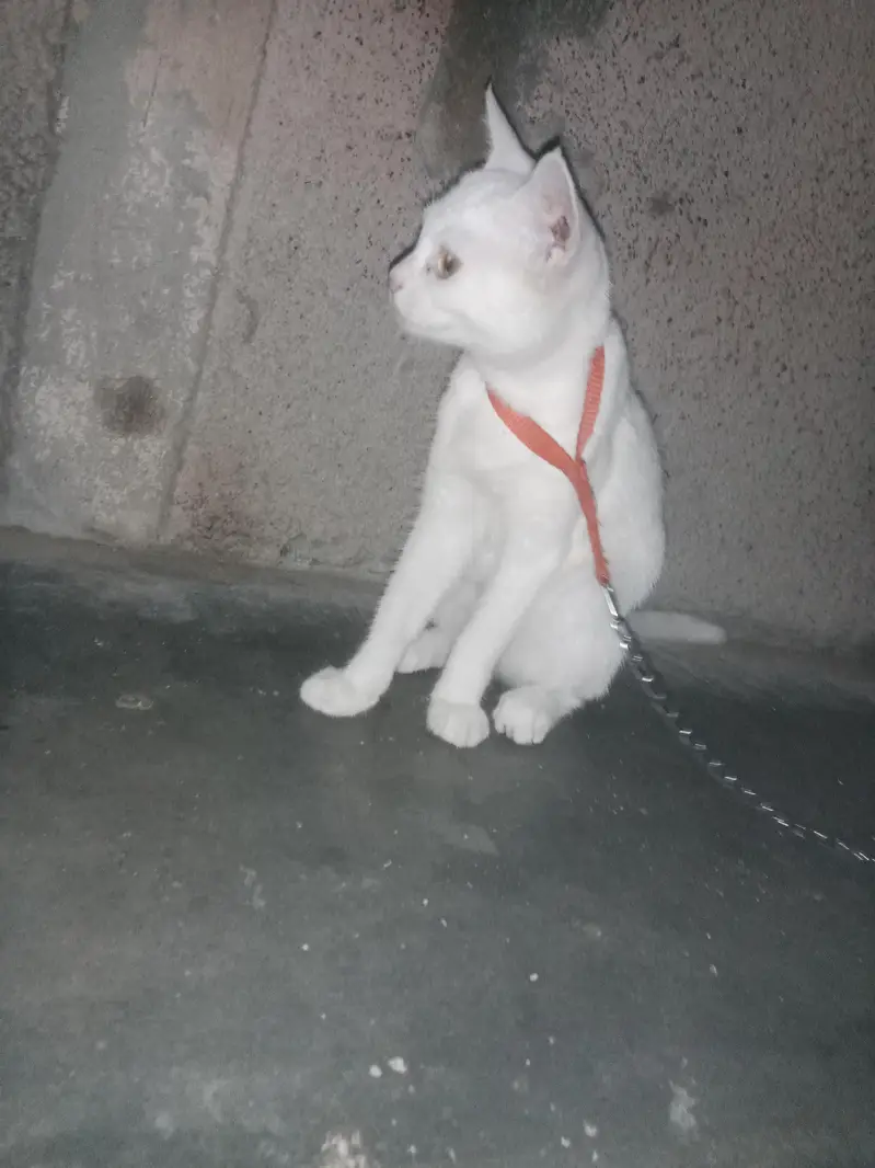 Cat store — photo 2