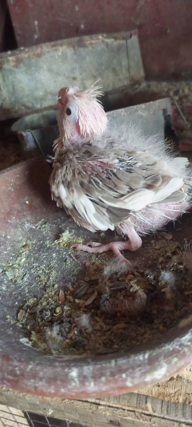 cocktail chick 0