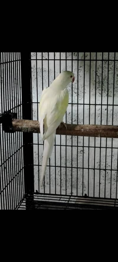 cermino breeder female cocktail eno or fellow