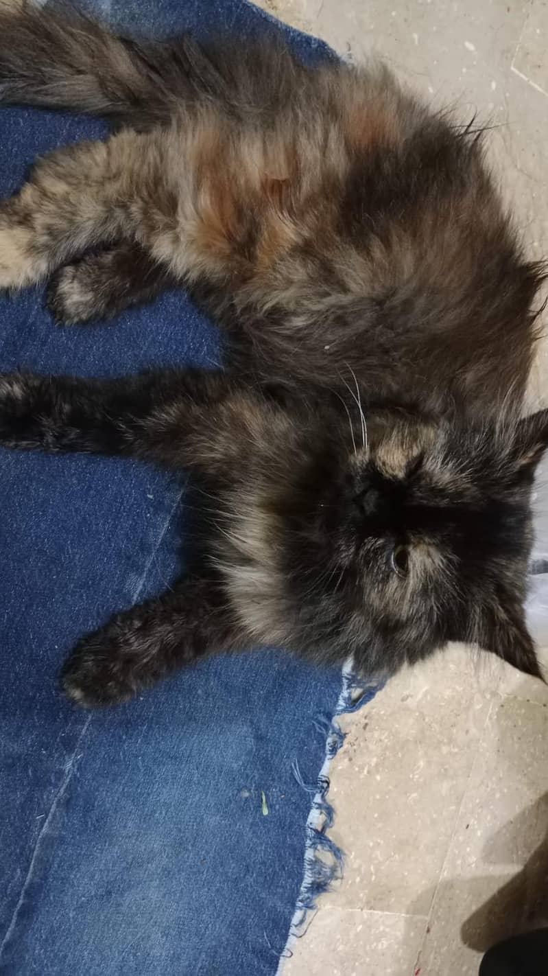 Persian cat 0