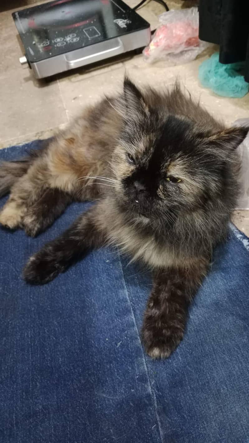 Persian cat 1