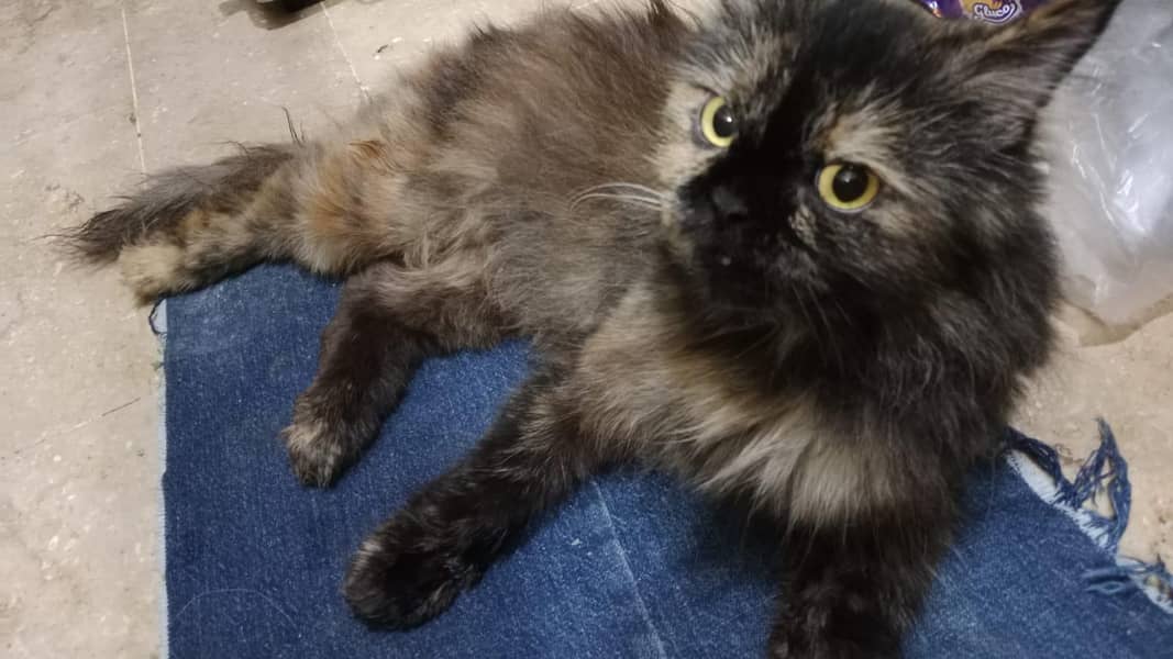 Persian cat 2
