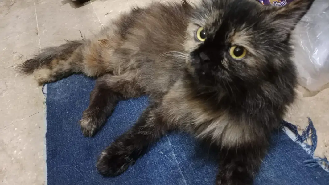 Persian cat — photo 3