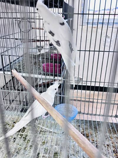 cocktail breeder pair and other birds