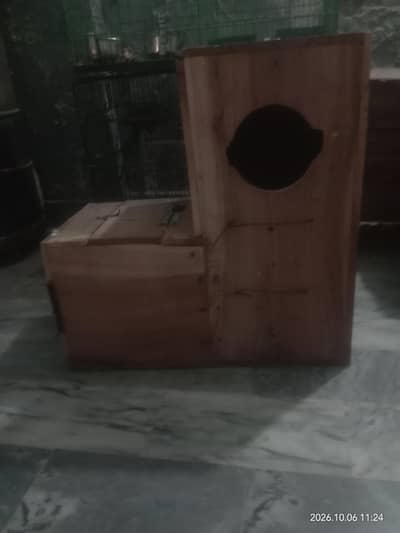 Africn grey pirots or raw pirots ka bareeder boxc sale ka h ful zize