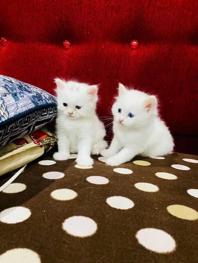 Persian kittens pair