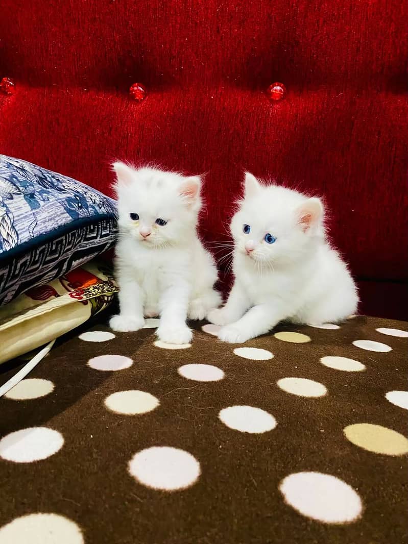 Persian kittens pair 0