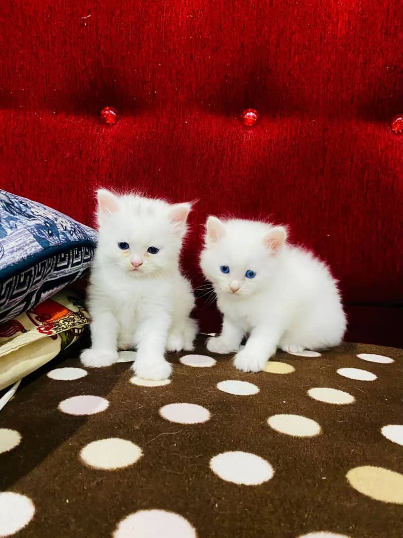 Persian kittens pair 1