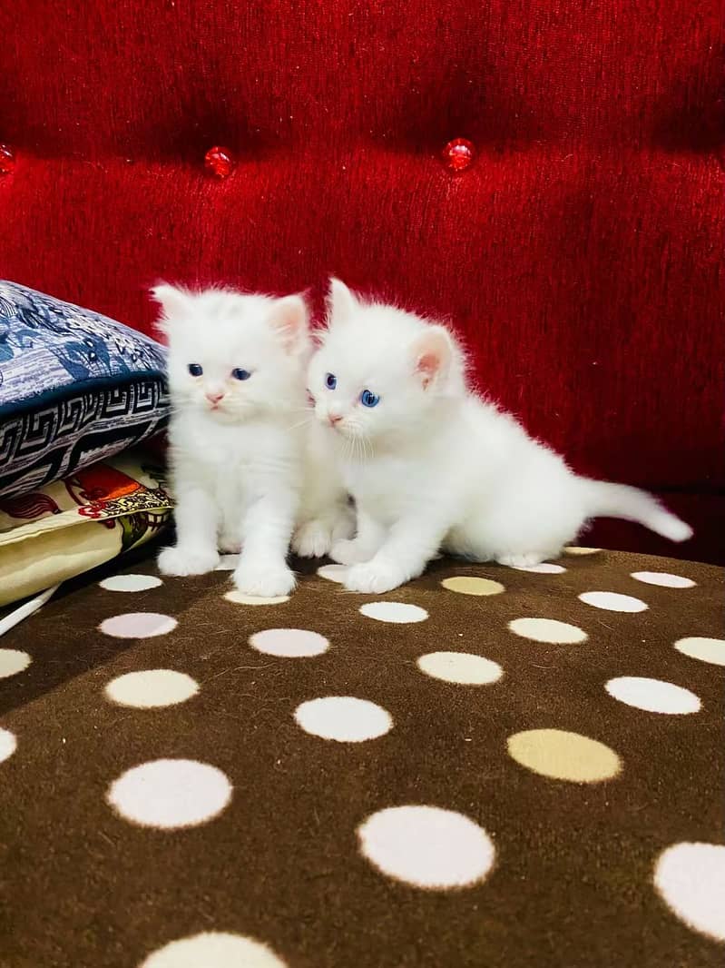 Persian kittens pair 2