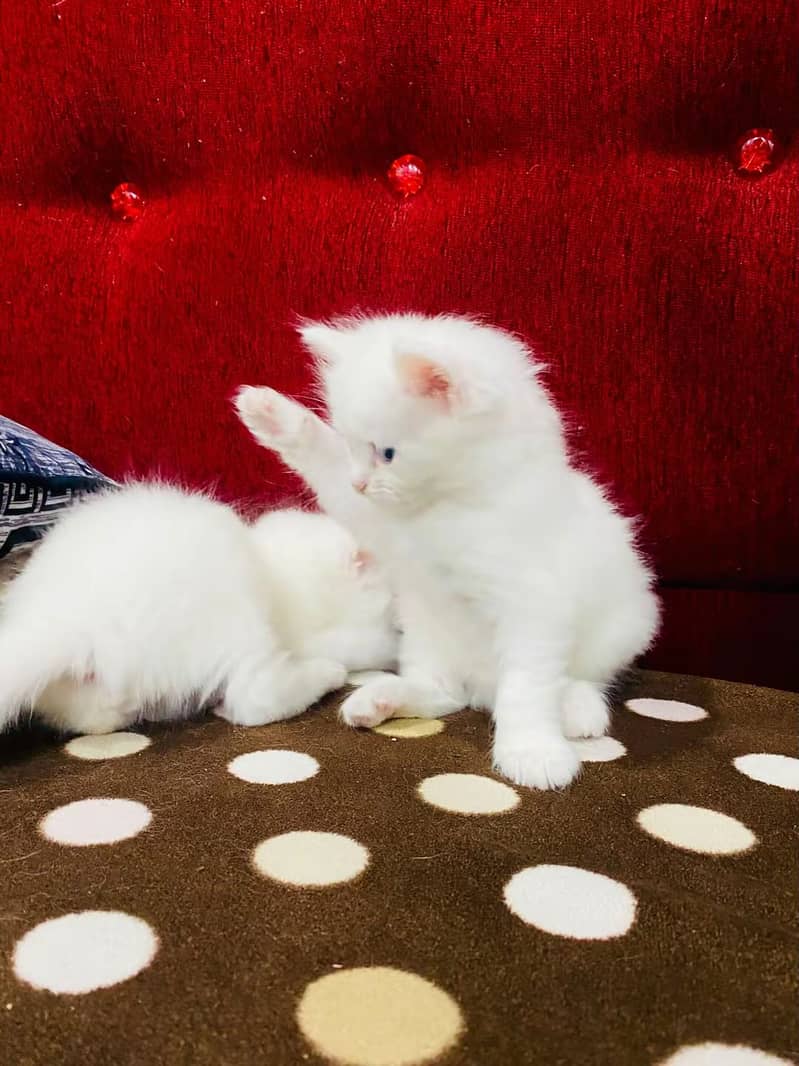Persian kittens pair 3