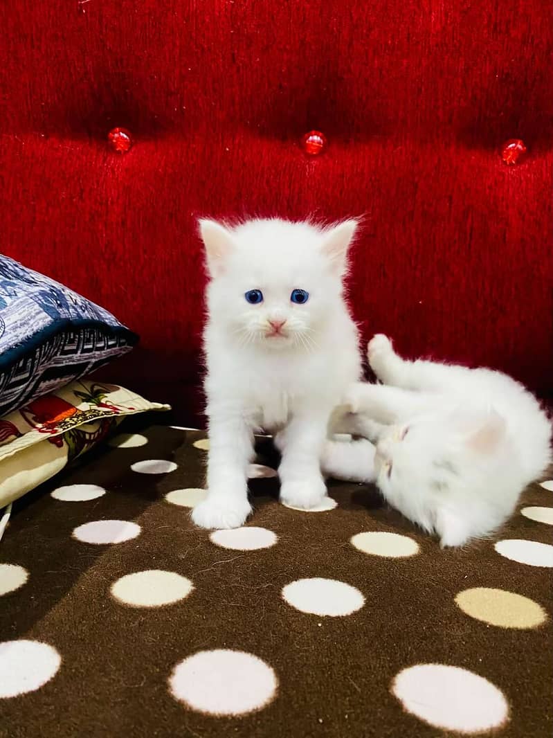Persian kittens pair 4