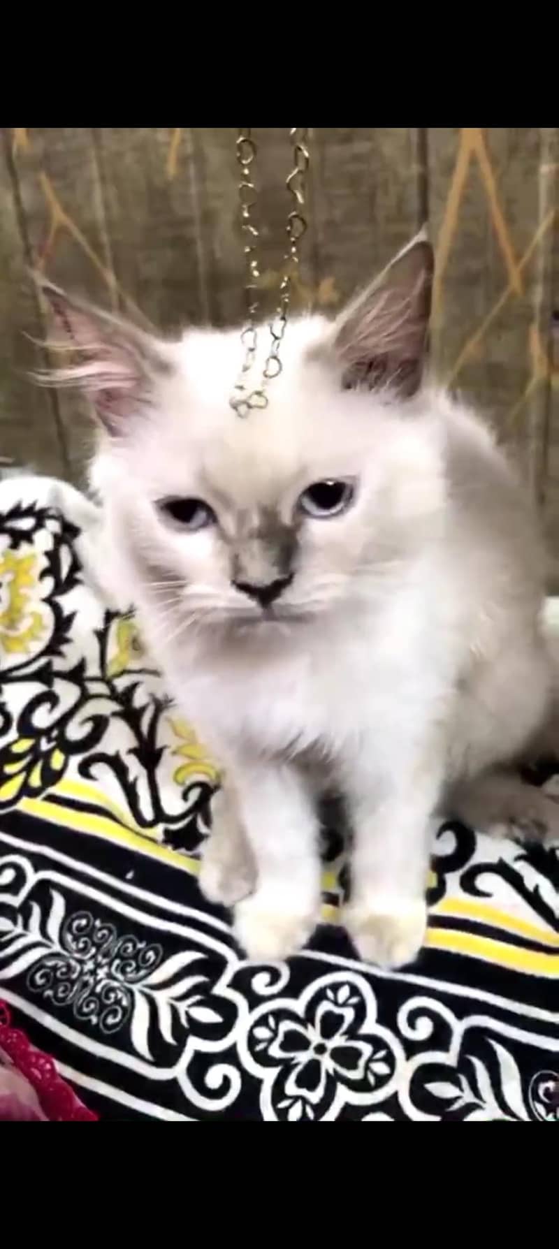 kitten 0