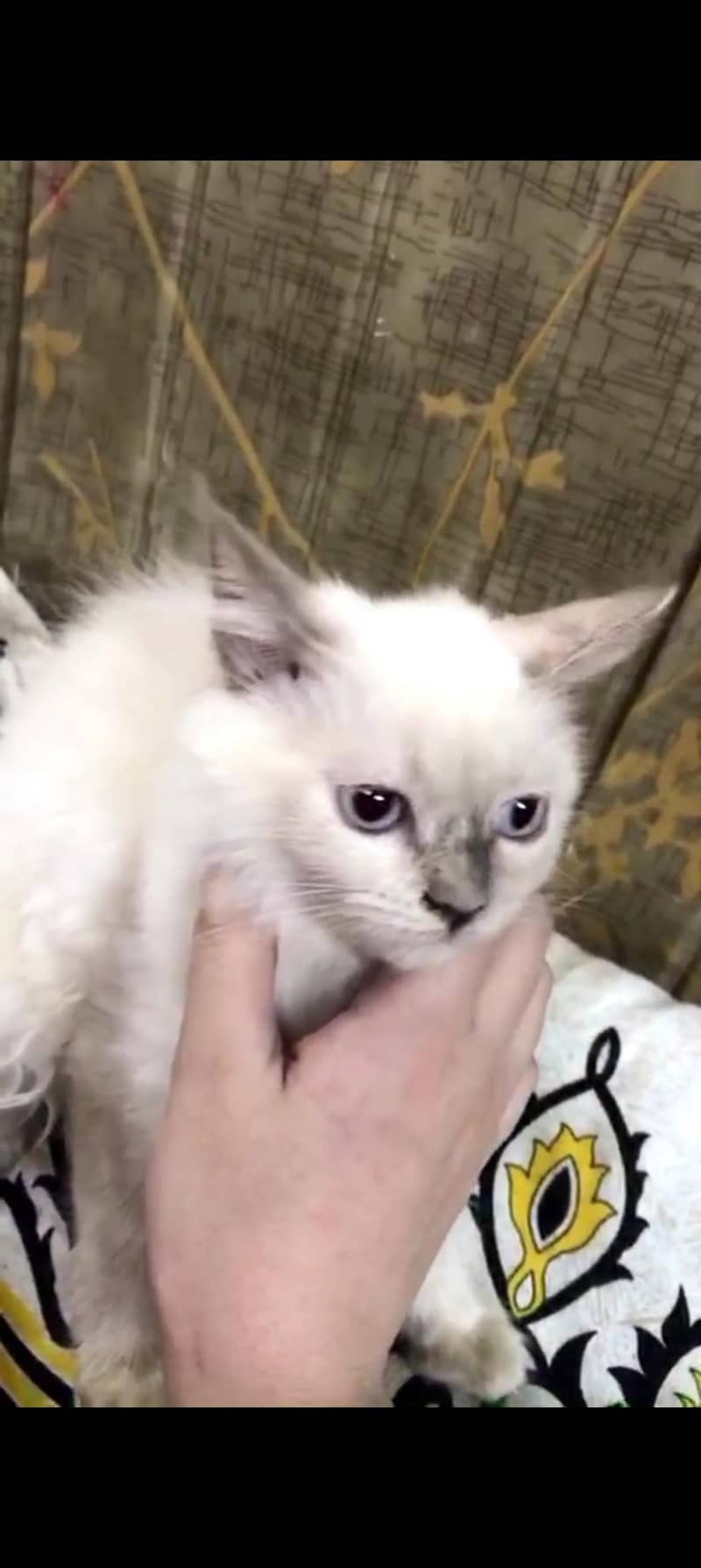kitten 1