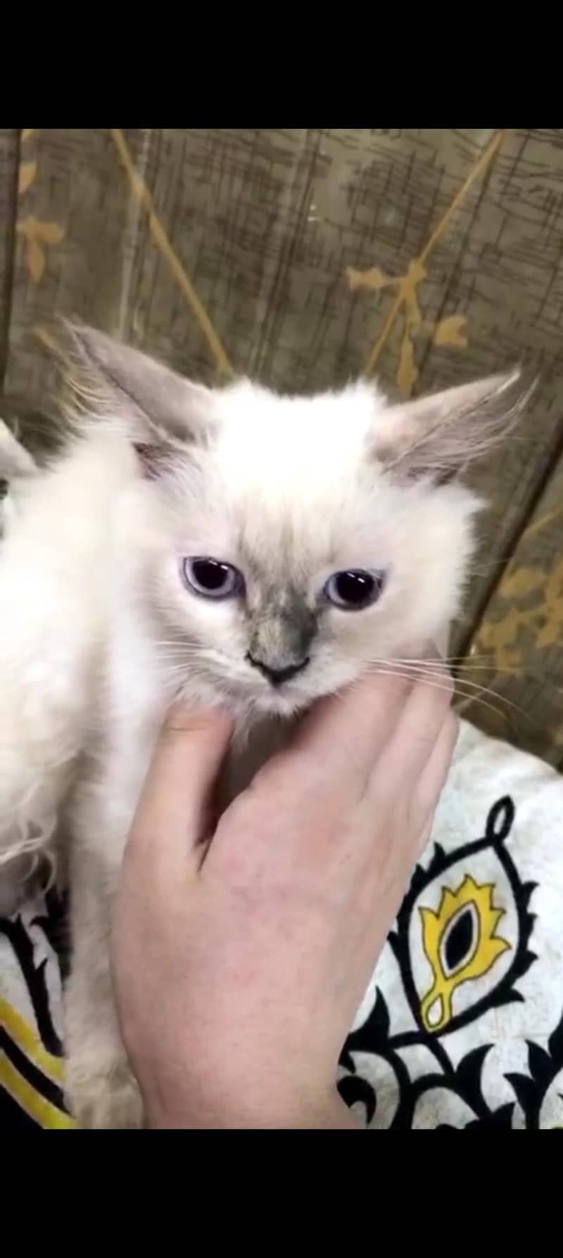 kitten 2