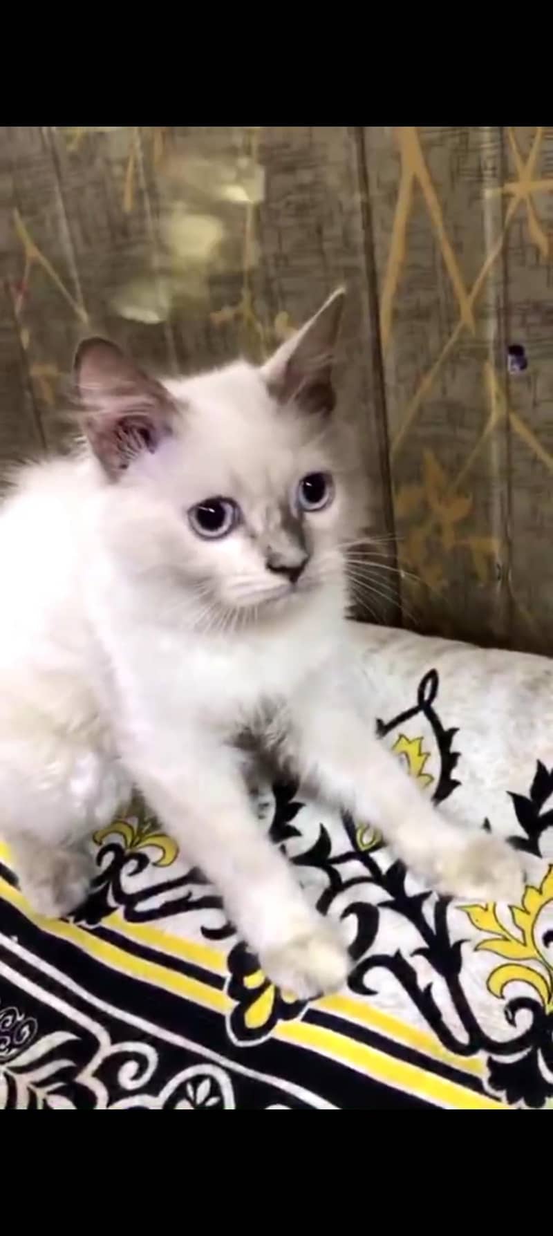 kitten 3