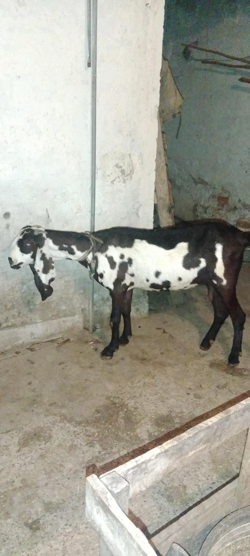 cross nagri betal + breader tedda + cross teddy path — photo 2