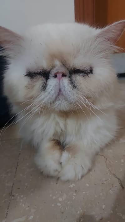 peki male confirm stud looking for new home