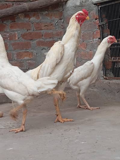 Shamo eggs/white eggs/Aseel andy/pure eggs/Birds eggs/Fresh anyday