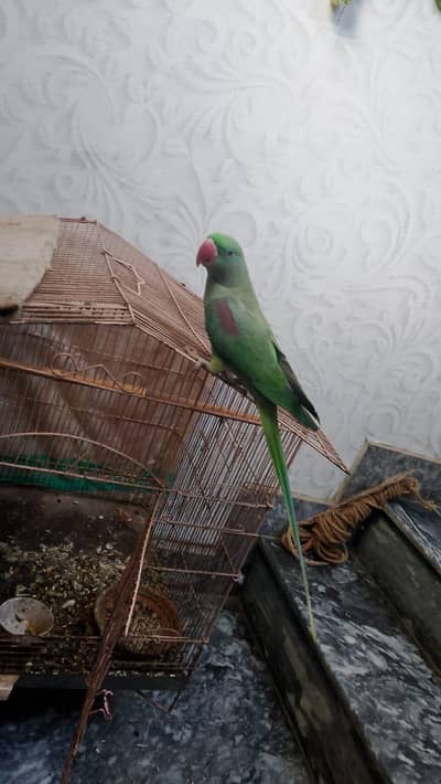 Raw talking parrot