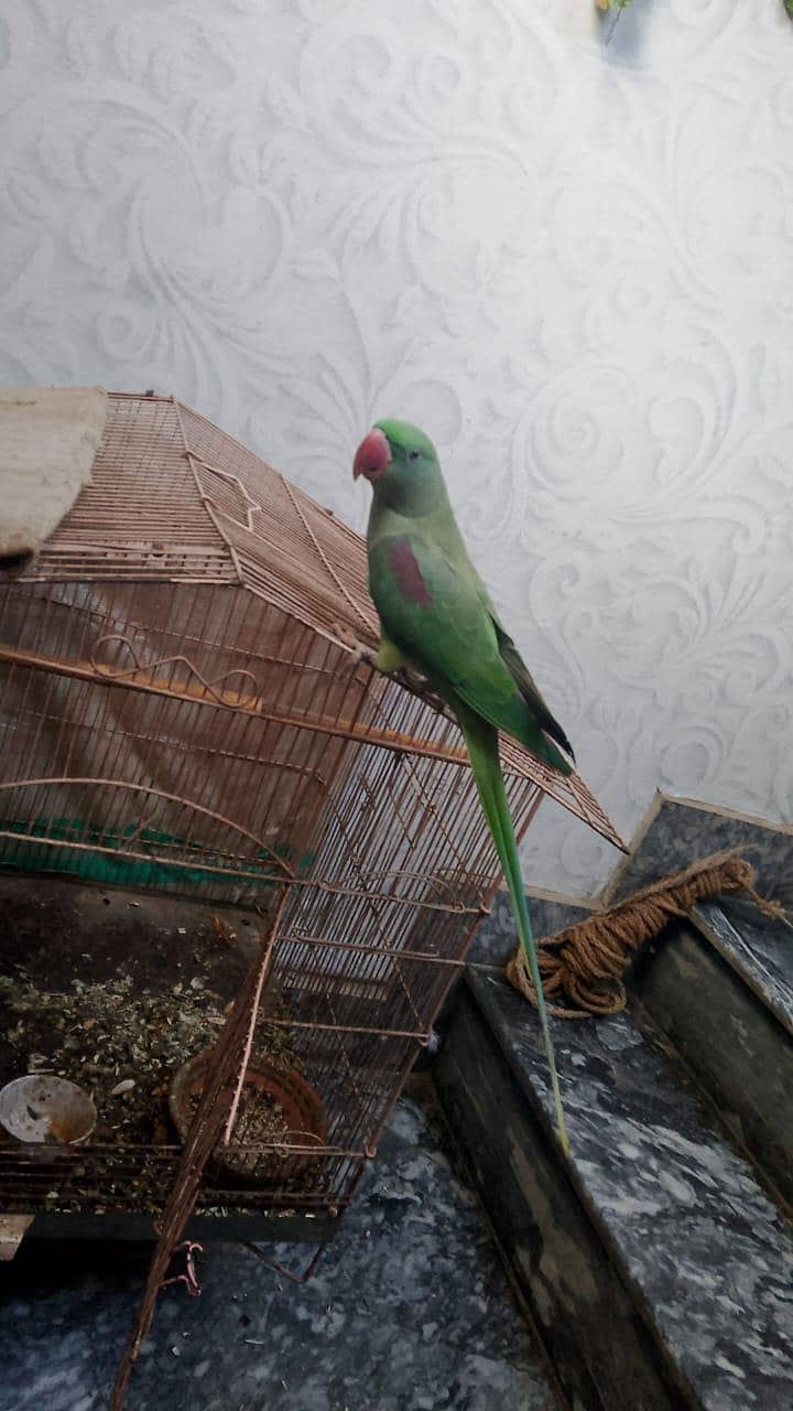 Raw talking parrot 0
