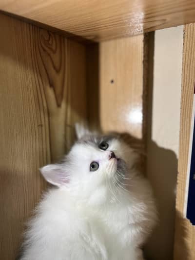 Persian