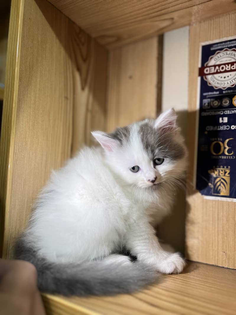 Persian 1