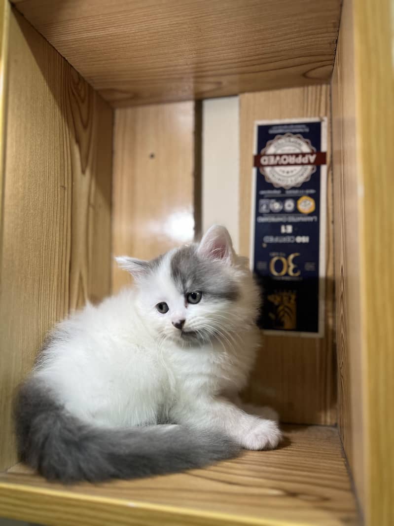 Persian 2