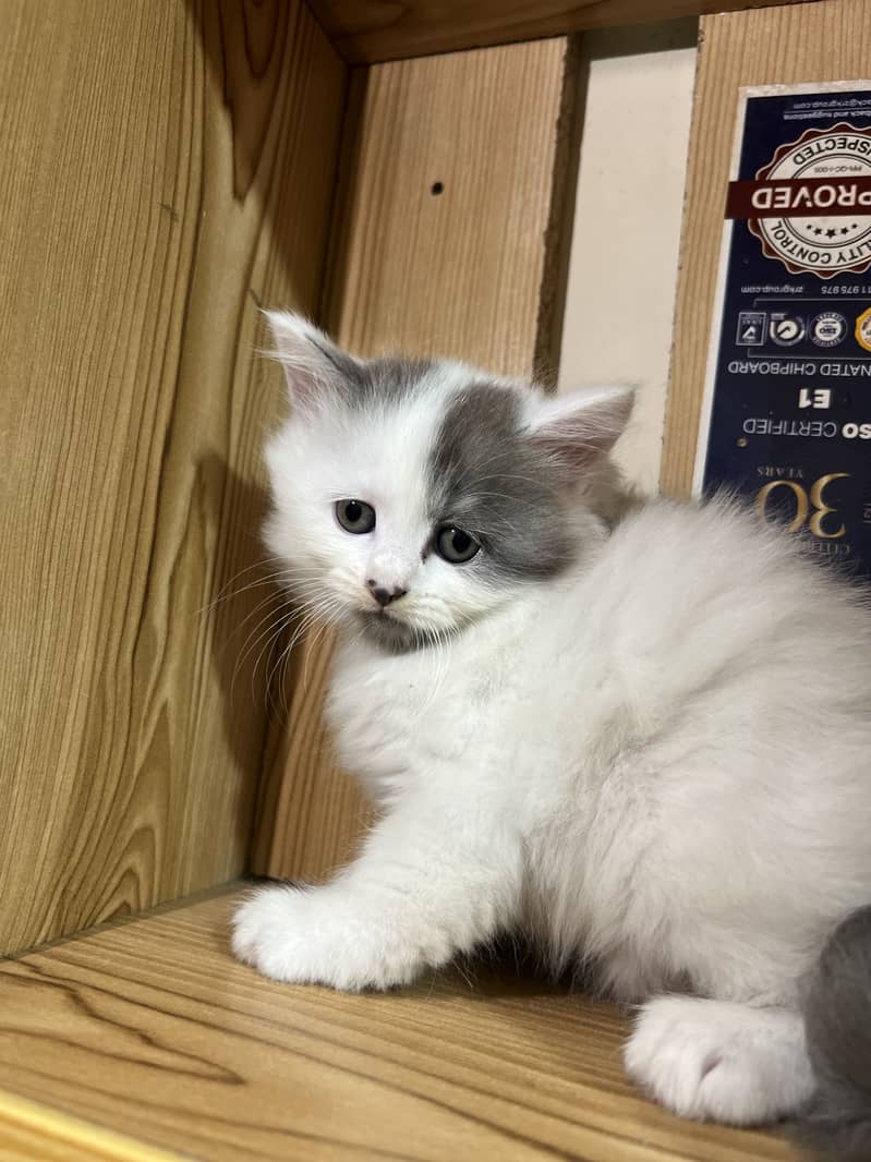 Persian 5