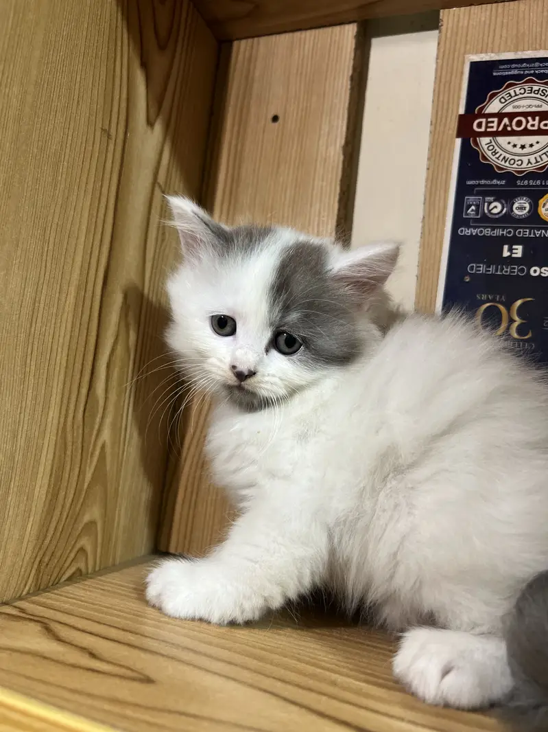 Persian — photo 6