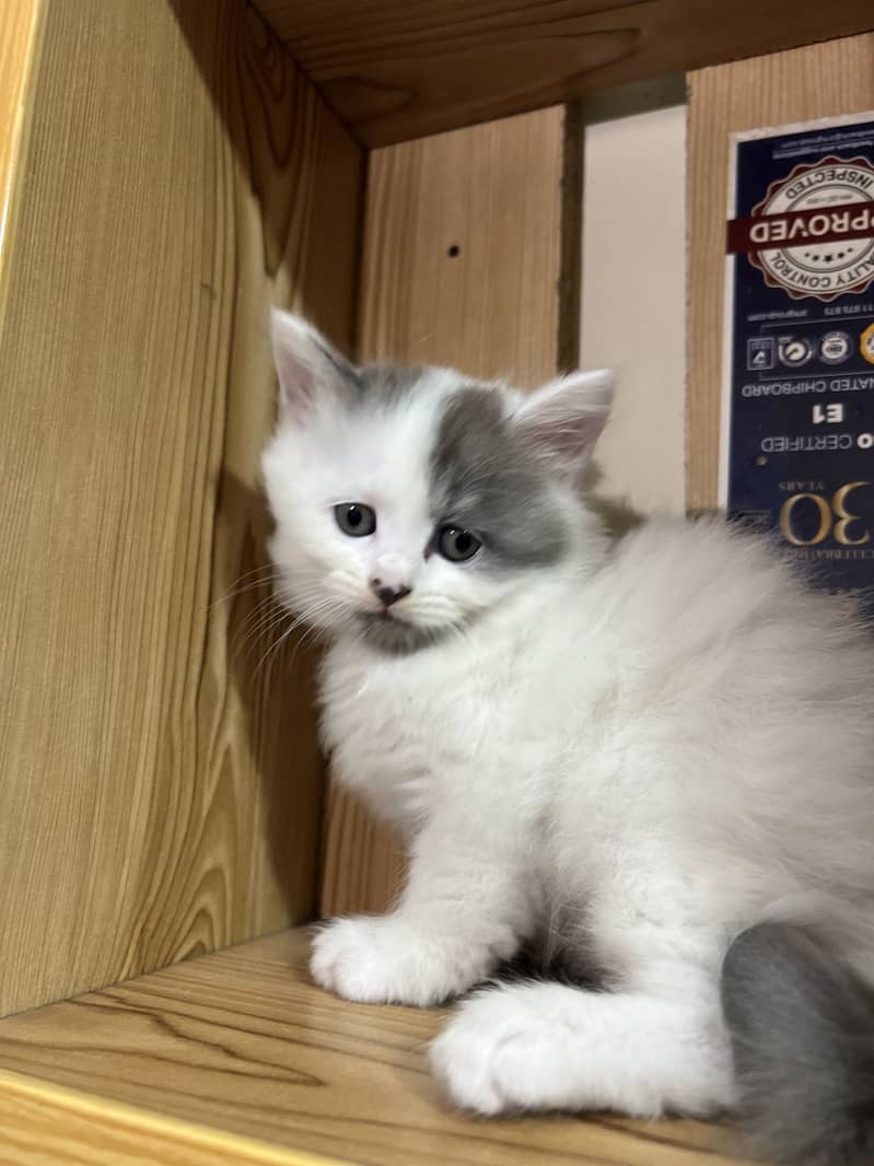 Persian 6