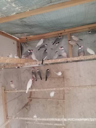 Java birds