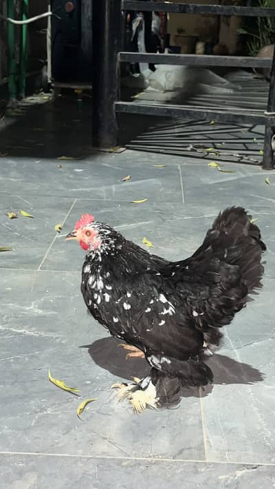 MILLI FLUER FEMALE