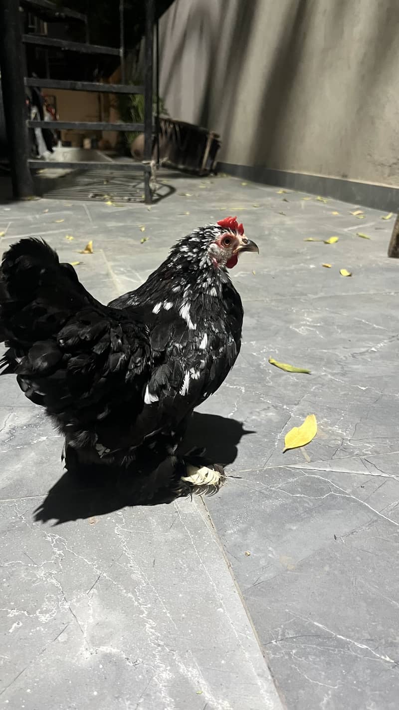 MILLI FLUER FEMALE 1