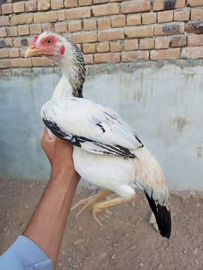 4 Homebreed High Quality Females