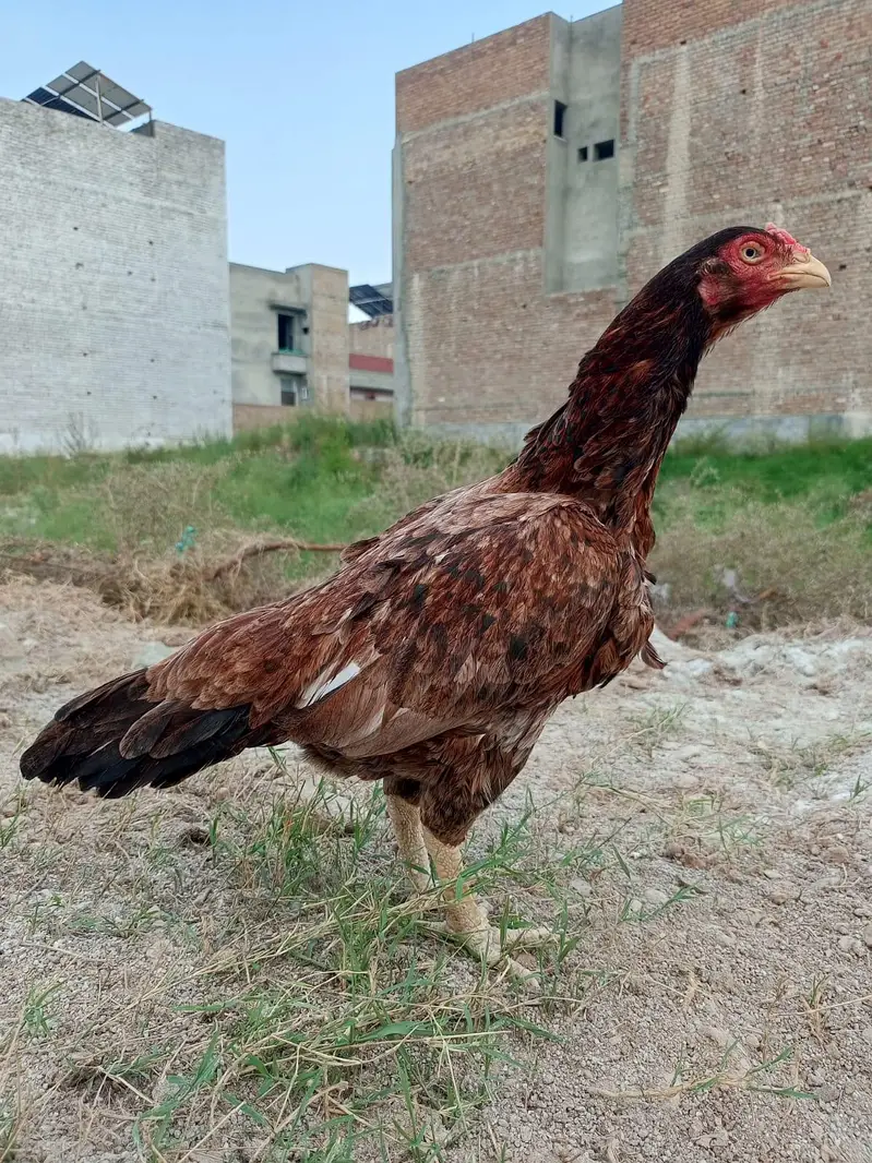 4 Homebreed High Quality Females — photo 4