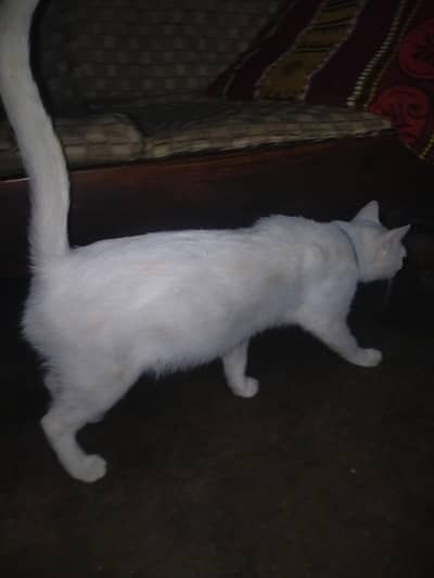 beautiful white American cat  _ pregnant- Loving and innocent . karachi