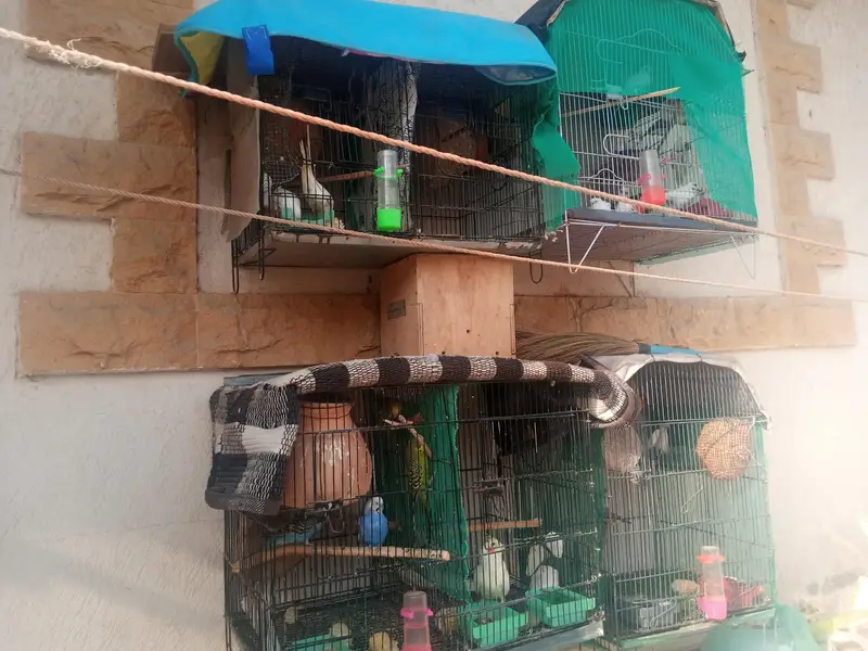 cages sale 4 cages — photo 2