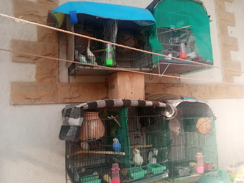 cages sale 4 cages — photo 3