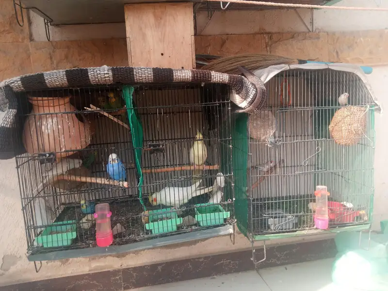 cages sale 4 cages — photo 7