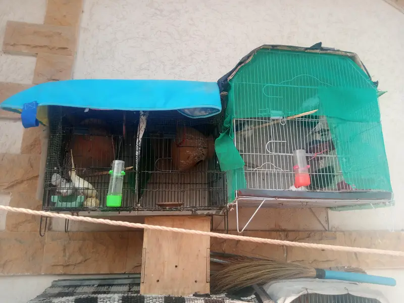 cages sale 4 cages — photo 8