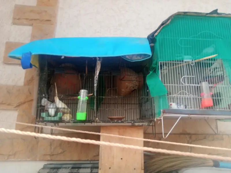 cages sale 4 cages — photo 9