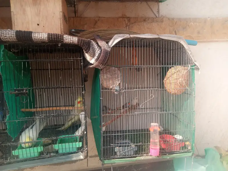 cages sale 4 cages — photo 10