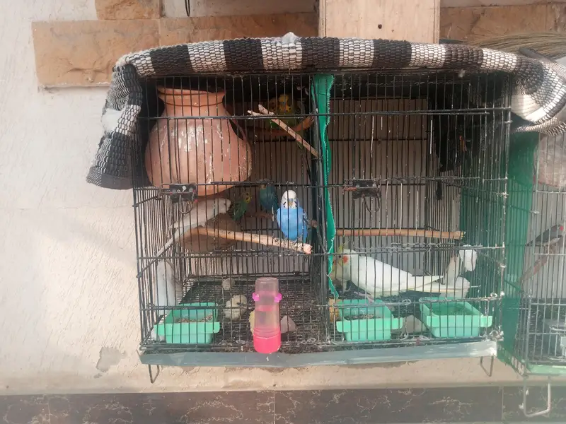 cages sale 4 cages — photo 11