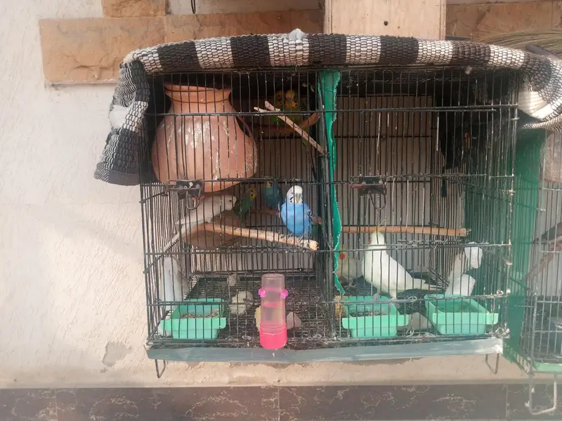 cages sale 4 cages — photo 12