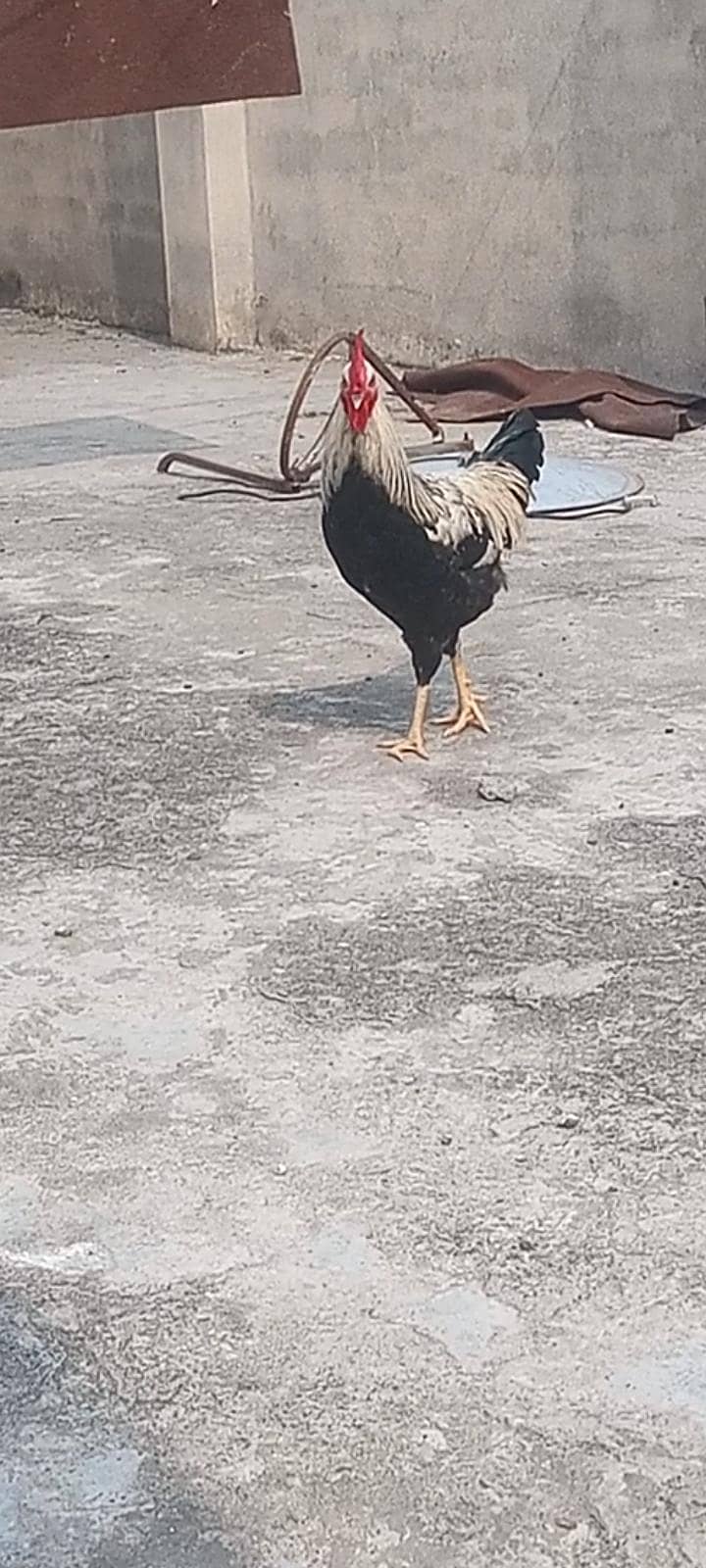 Rooster Murga 0