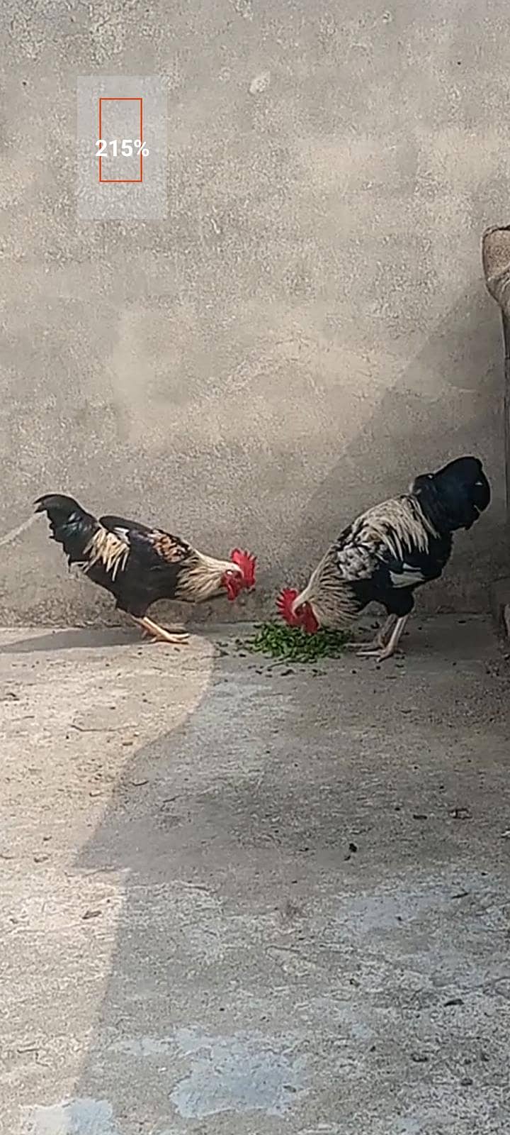 Rooster Murga 1